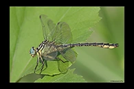 Stylurus flavipes, thumbnail 2 / 20