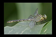Stylurus flavipes, thumbnail 4 / 20