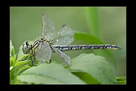 Stylurus flavipes, thumbnail 6 / 20