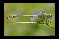 Stylurus flavipes, thumbnail 10 / 20