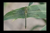 Stylurus flavipes, thumbnail 11 / 20