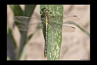 Stylurus flavipes, thumbnail 12 / 20