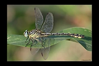 Stylurus flavipes, thumbnail 15 / 20