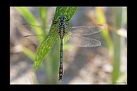Stylurus flavipes, thumbnail 16 / 20