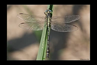 Stylurus flavipes, thumbnail 17 / 20