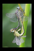 Stylurus flavipes, thumbnail 18 / 20