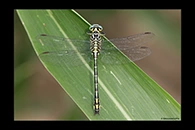 Stylurus flavipes, thumbnail 20 / 20