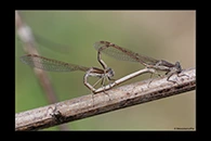 Sympecma fusca, thumbnail 1 / 20