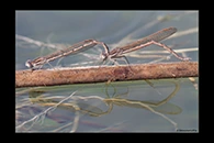 Sympecma fusca, thumbnail 2 / 20