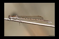 Sympecma fusca, thumbnail 4 / 20