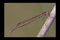 Sympecma fusca, thumbnail 6 / 20