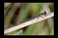 Sympecma fusca, thumbnail 7 / 20