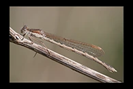 Sympecma fusca, thumbnail 8 / 20