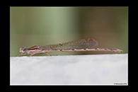 Sympecma fusca, thumbnail 11 / 20