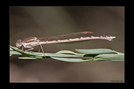 Sympecma fusca, thumbnail 13 / 20