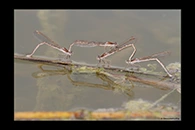 Sympecma fusca, thumbnail 14 / 20