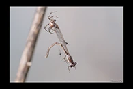 Sympecma fusca, thumbnail 15 / 20