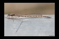 Sympecma fusca, thumbnail 16 / 20