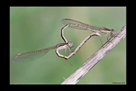 Sympecma fusca, thumbnail 18 / 20