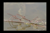 Sympecma fusca, thumbnail 19 / 20