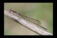 Sympecma fusca, thumbnail 20 / 20