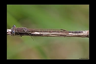 Sympecma paedisca, thumbnail 2 / 20
