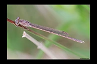 Sympecma paedisca, thumbnail 4 / 20