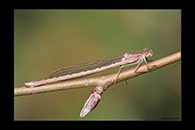 Sympecma paedisca, thumbnail 12 / 20