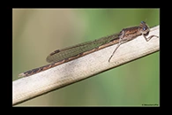 Sympecma paedisca, thumbnail 13 / 20