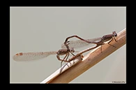Sympecma paedisca, thumbnail 14 / 20