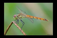Sympetrum depressiusculum, thumbnail 2 / 20