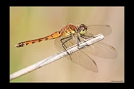 Sympetrum depressiusculum, thumbnail 3 / 20