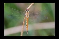 Sympetrum depressiusculum, thumbnail 7 / 20