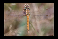 Sympetrum depressiusculum, thumbnail 8 / 20