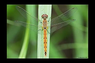 Sympetrum depressiusculum, thumbnail 9 / 20