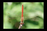 Sympetrum depressiusculum, thumbnail 11 / 20
