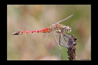 Sympetrum depressiusculum, thumbnail 12 / 20