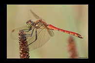 Sympetrum depressiusculum, thumbnail 18 / 20