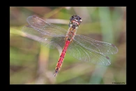 Sympetrum depressiusculum, thumbnail 20 / 20