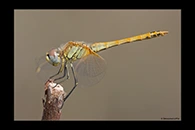 Sympetrum fonscolombii, thumbnail 1 / 20