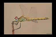 Sympetrum fonscolombii, thumbnail 2 / 20