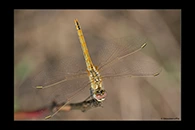 Sympetrum fonscolombii, thumbnail 9 / 20