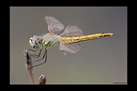 Sympetrum fonscolombii, thumbnail 10 / 20
