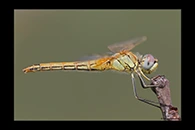 Sympetrum fonscolombii, thumbnail 11 / 20