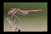 Sympetrum fonscolombii, thumbnail 13 / 20