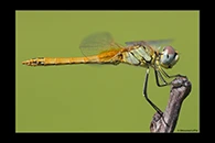 Sympetrum fonscolombii, thumbnail 14 / 20
