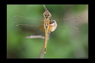Sympetrum fonscolombii, thumbnail 15 / 20