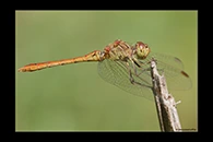 Sympetrum meridionale, thumbnail 1 / 20