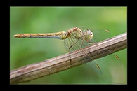 Sympetrum meridionale, thumbnail 2 / 20