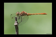 Sympetrum meridionale, thumbnail 7 / 20